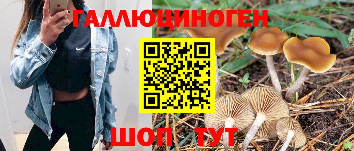 Псилоцибиновые грибы Psilocybine cubensis  Псилоцибиновые грибы мицелий  Краснодар  Вход с VPN 